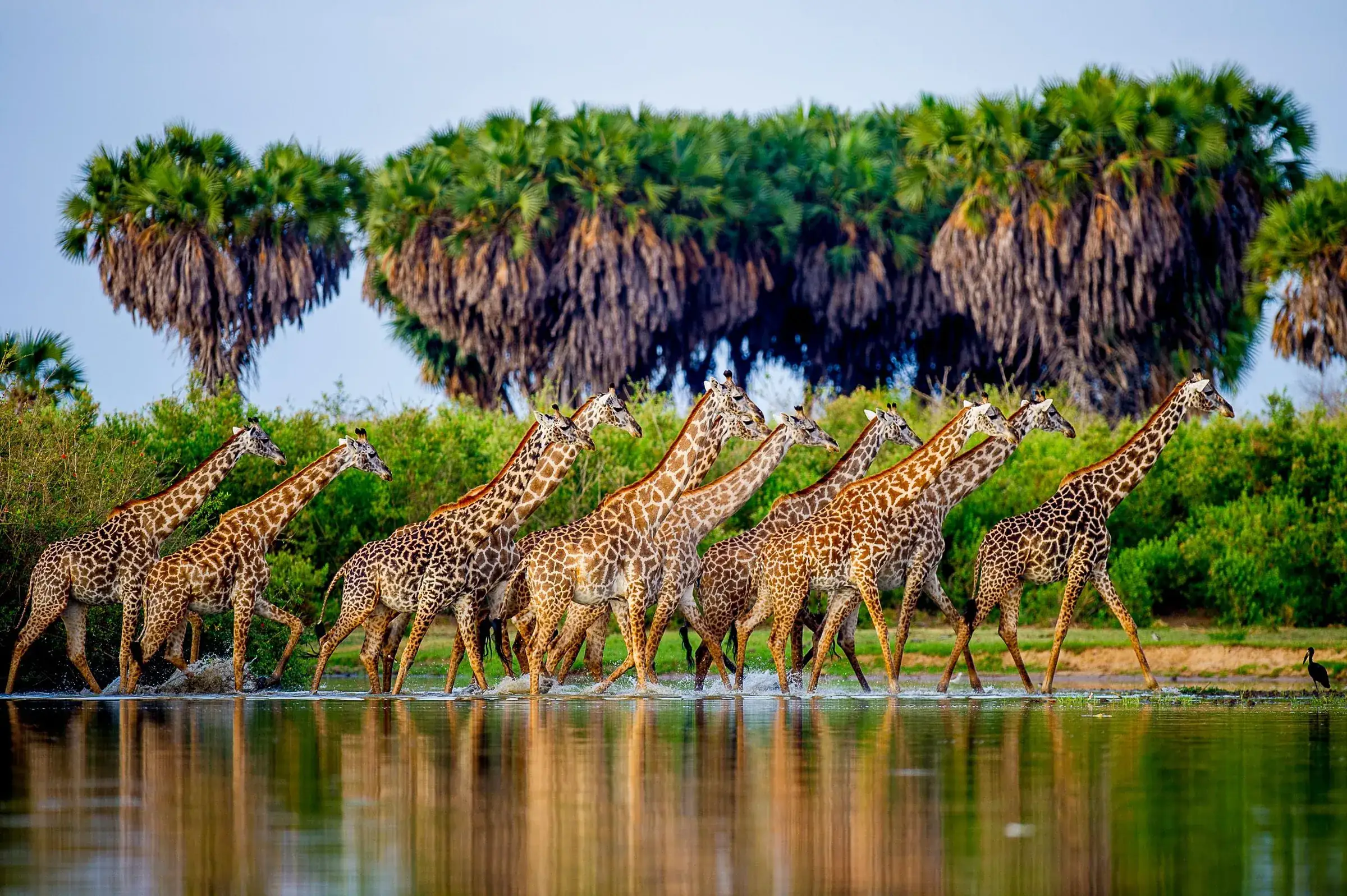 Giraffer vadar vid vattnet i Nyerere nationalpark i södra Tanzania